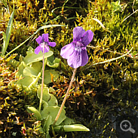 Large-flowered butterwort (Pinguicula grandiflora).