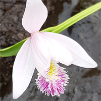 Moor-Pogonie (Pogonia ophioglossoides).