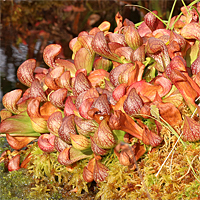 Sarracenia psittacina.