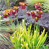 Braunrote Schlauchpflanze (Sarracenia rubra subsp. rubra).