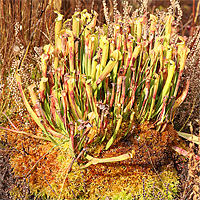 Sarracenia rubra subsp. wherryi.