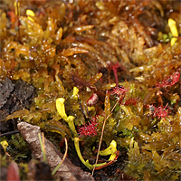 Junge Sämlinge von Sarracenia purpurea subsp. purpurea f. heterophylla, September 2019.