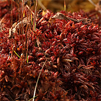 Sphagnum in roter Herbstfärbung.