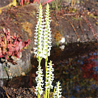 Spiranthes cernua var. odorata 'Chadds Ford'.