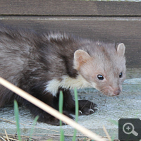 A stone marten, shortly after drinking in fen.