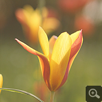 Tulipa clusiana var. chrysantha.