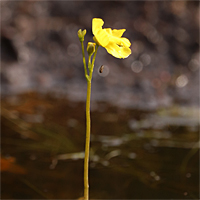 Utricularia inflata.