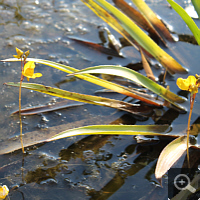 Water-soldier (Stratiotes aloides) and Southern bladderwort (Utricularia australis).