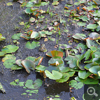 Incipient silting up in a 17 years old artificial pond.