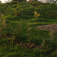 Im Herbst 2010. Das sich ausbreitende Unkraut wurde mehrmals geschnitten und bildet einen lockeren Rasen.