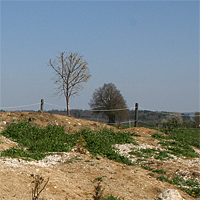 In spring 2010. The first plants are growing. In the background an European Cornel.