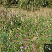 Wacholderheide im Landkreis Heidenheim im August 2011.