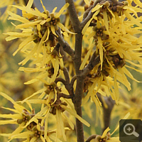 Witch-hazel - close shot of the blossom.