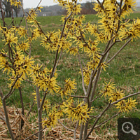 Witch-hazel (Hamamelis spec.).