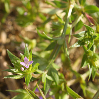 ... die Ackerröte (Sherardia arvensis) und ...