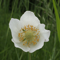 Großes Windröschen (Anemone sylvestris), eine seltene und wärmeliebende Art.