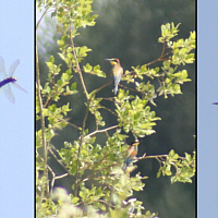 The beautiful and thermophilic European Bee-eater (Merops apiaster) is very rare in Germany, although it has spread in the last few years. At the eastern edge of the Swabian Alb is to be found a colony with circa 10 breeding pairs. The European Bee-eater is very timid and appears on camera only from great distance. Left in the photo you see a European Bee-eater with a dragonfly in the beak.