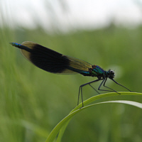 Blauflügel-Prachtlibelle (Calopteryx virgo).