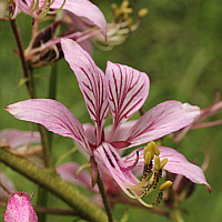 Dictamnus (Dictamnus albus).