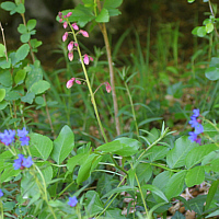 ..., often accompanied by the Dictamnus (Dictamnus albus) - here budding.