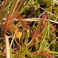 Round-leaved sundew (Drosera rotundifolia).