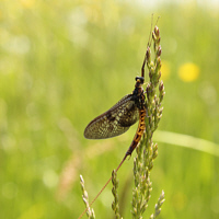 Danish mayfly (Ephemera danica).