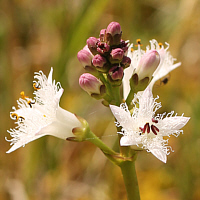 Fieberklee (Menyanthes trifoliata).