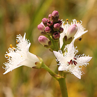 Buckbean (Menyanthes trifoliata).