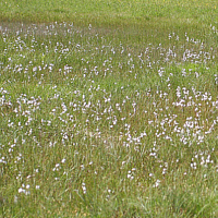 Flachmoor mit dem Wollgras (Eriophorum spec.) als Charakterpflanze.