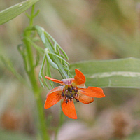 Sometimes you can still find rare crop weeds at the eastern edge of the Swabian Alb and within the Nördlinger Ries. Because of the herbicide application and a more and more increased intensification of agriculture many species are threatened with extinction, for example the Large Pheasant's-eye (Adonis flammea).
