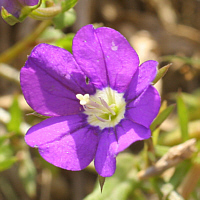 ... the Venus' Looking Glass (Legousia speculum-veneris), ...