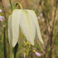 Albino der Schachbrettblume (Fritillaria meleagris), autochthones Vorkommen bei Trier.