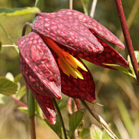 Checkered lily (Fritillaria meleagris), indigenous location near Trier.