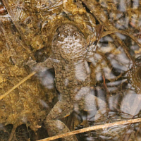 Yellow-bellied toad (Bombina variegata).