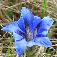 Clusius-Enzian (Gentiana clusii).