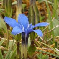 Spring gentian (Gentiana verna).