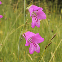 Sumpfgladiole (Gladiolus palustris).