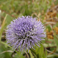 Gewöhnliche Kugelblume (Globularia punctata).
