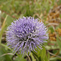 Common globularia (Globularia punctata).