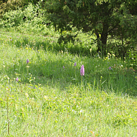 Halbtrockenrasen mit dem Helmknabenkraut (Orchis militaris).