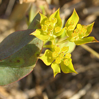 ... the Roundleaf Hare's ear (Bupleurum rotundifolium) stands just before extinction too.