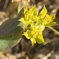 ... das Rundblättrige Hasenohr (Bupleurum rotundifolium) ebenfalls kurz vor der Ausrottung steht.