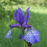 Siberian iris (Iris sibirica).