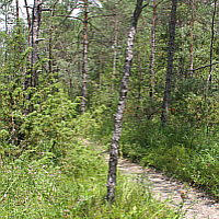 The Isar meadows show a rich orchid flora.