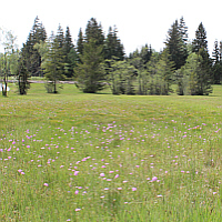 Kalkmoor mit einem schönen Bestand der Mehlprimel (Primula farinosa).