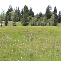 Lime marsh with a beautiful inventory of the bird's-eye primrose (Primula farinosa).