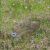 Lime marsh with bird's-eye primrose (Primula farinosa) and Clusius's gentian (Gentiana clusii).