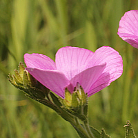 Klebriger Lein (Linum viscosum).