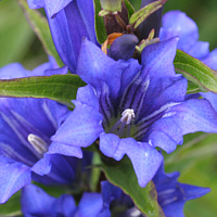 ... der Lungenenzian (Gentiana pneumonanthe) und ...