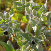 ... the Brown Nonea (Nonea pulla) are crop weeds, which are, however, still more frequently to find.